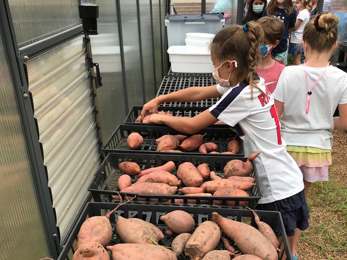 Giving Gardens-digging up sweet potatoes